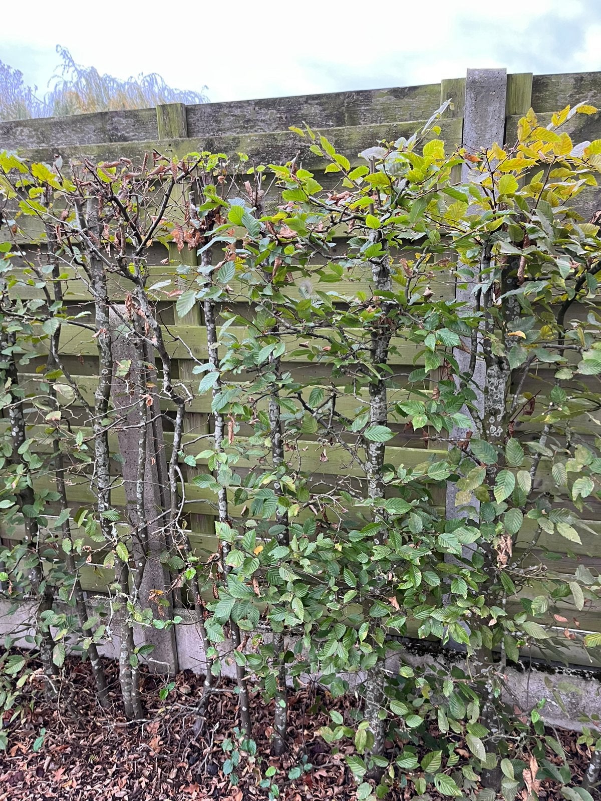 Haagbeuk, Jardin & Terrasse, Enlèvement, Charme