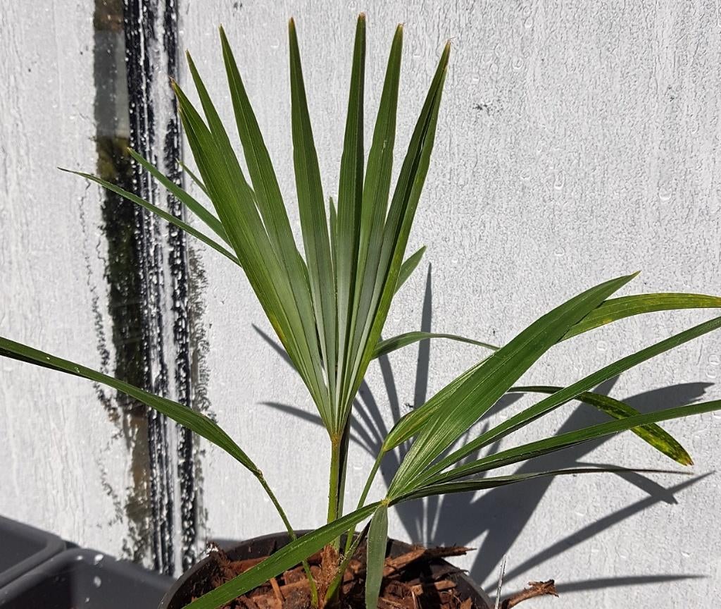 Trachycarpus princeps x nanus, Enlèvement ou Envoi, En pot, Moins de 100 cm, Plein soleil
