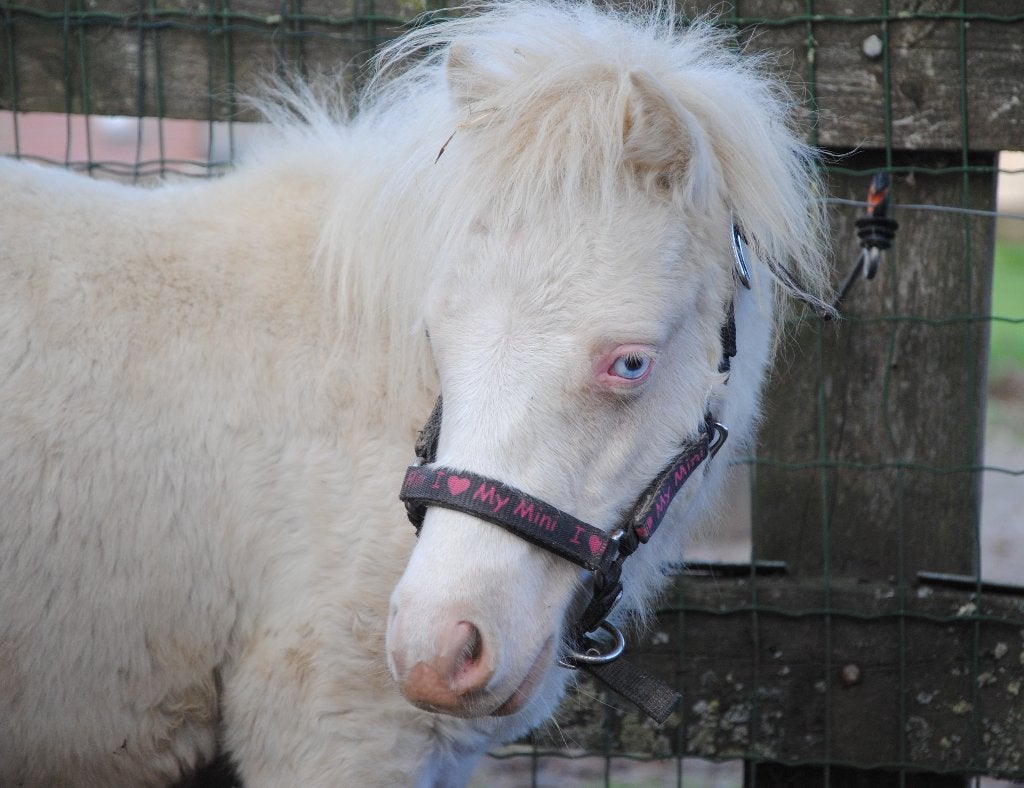 Perlino mini hengstje met ijsblauwe ogen, Dieren en Toebehoren, Met stamboom, Niet van toepassing, 0 tot 2 jaar, Hengst