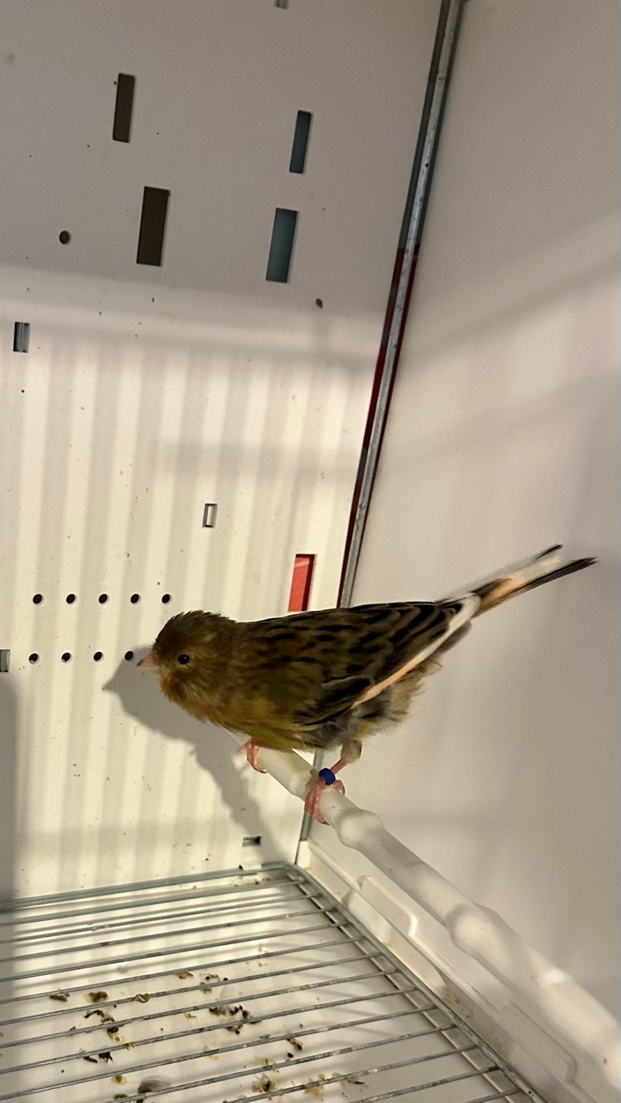 Kanarie, Dieren en Toebehoren, Vogels | Overige Vogels