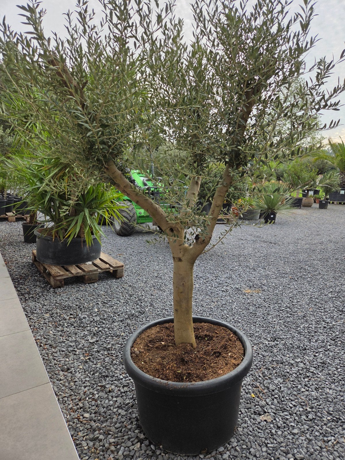 Olijfboom Olea Europaea mooi vertakt, Tuin en Terras, Ophalen, Olijfboom