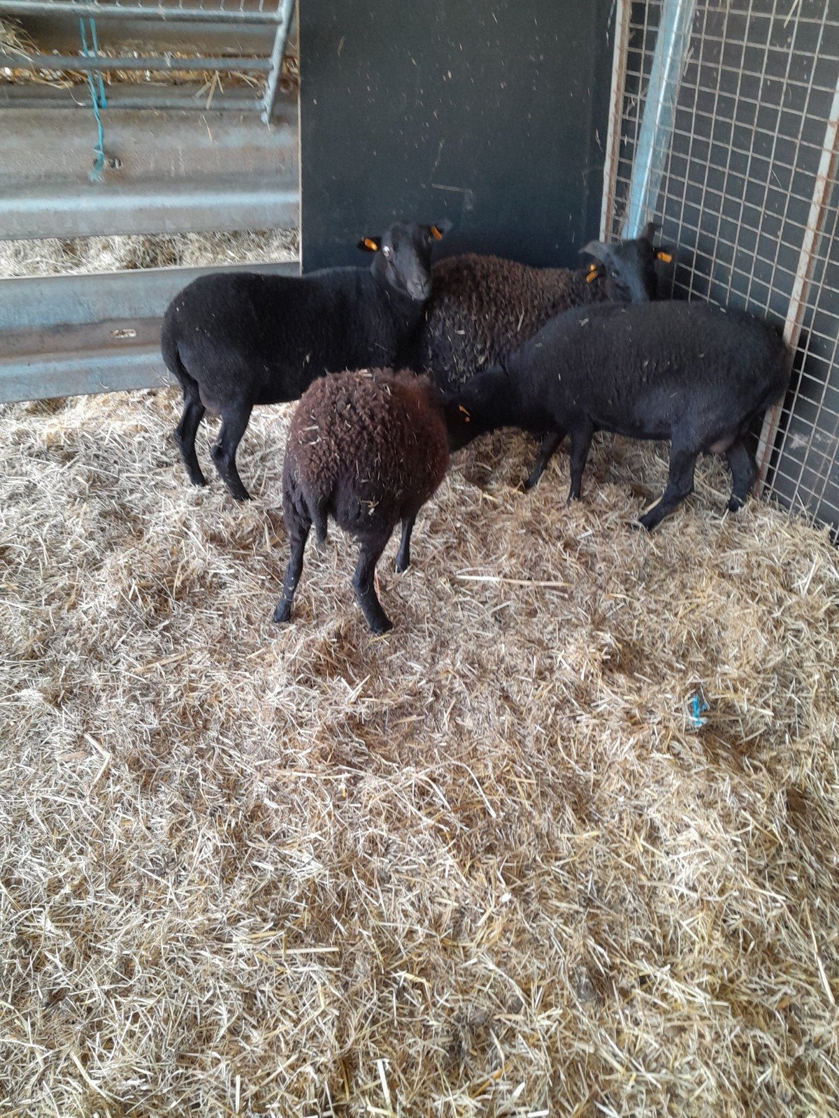 QUESSANT JES ., Meerdere dieren, Schaap, 0 tot 2 jaar