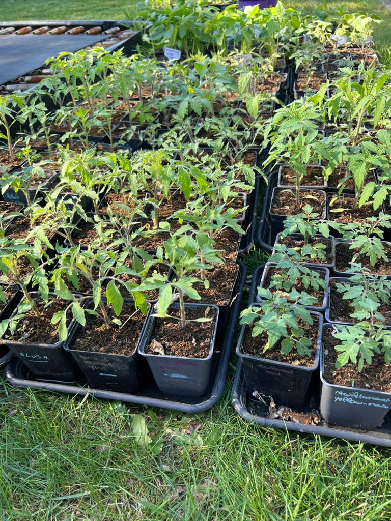 Tomatenplantjes goed afgehard en ingeworteld, Tuin en Terras, Planten | Tuinplanten, Ophalen, Lente, Eenjarig, Groenteplanten