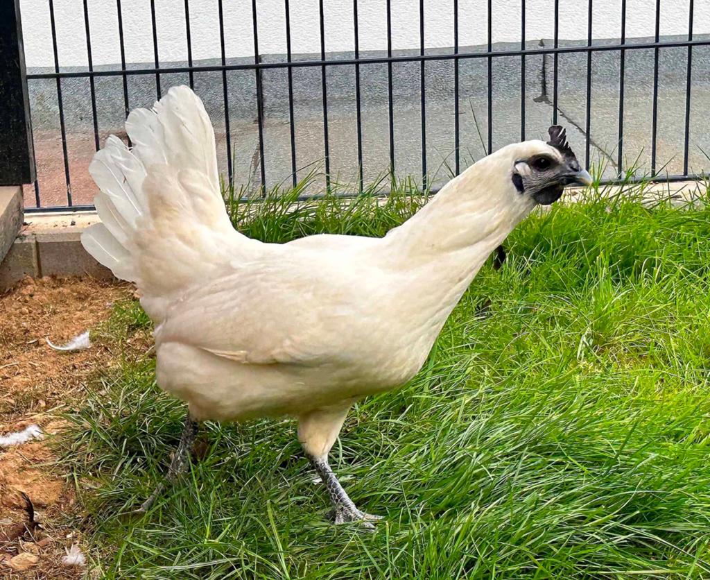 Opzoek naar Ga h'mong, Dieren en Toebehoren