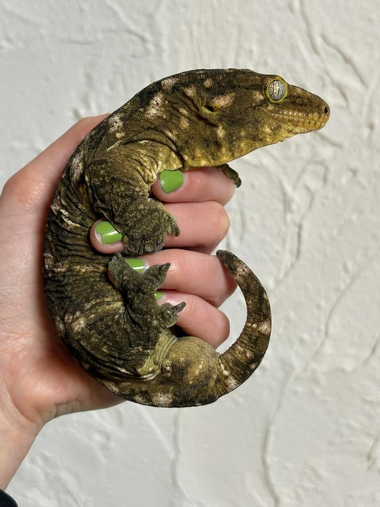 Pine Island leachianus man, Dieren en Toebehoren, Reptielen en Amfibieën, Hagedis, Tam, 3 tot 6 jaar