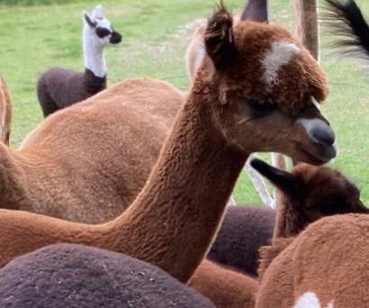 Alpaca merrie te koop, Juli, Vrouwelijk