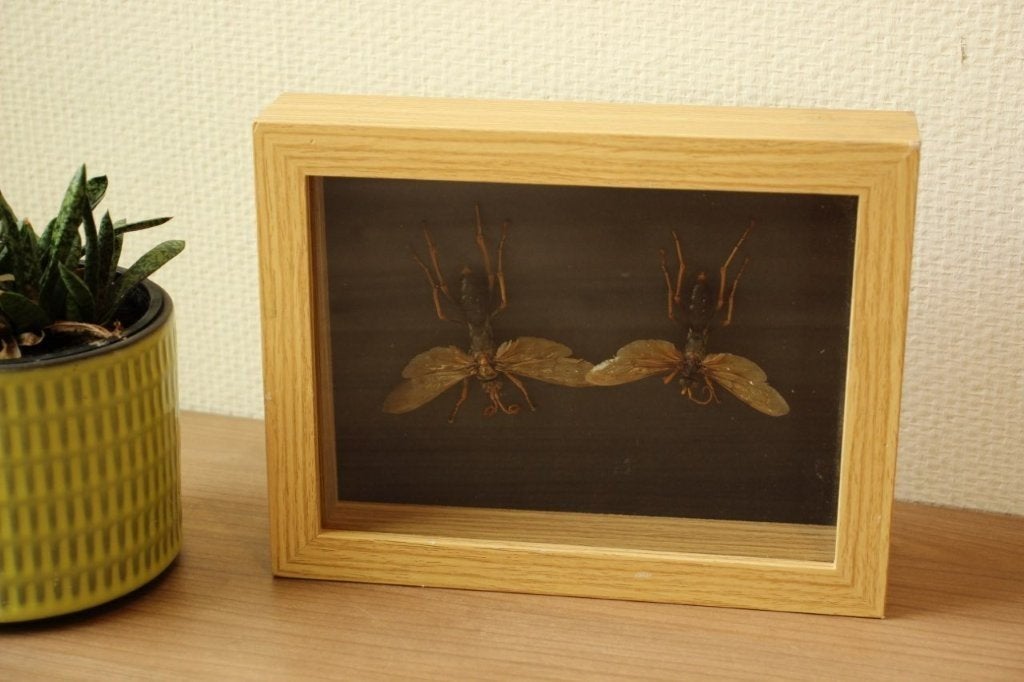 Taxidermie kader met roofkrekels, Ophalen of Verzenden, Gebruikt, Insect, Opgezet dier