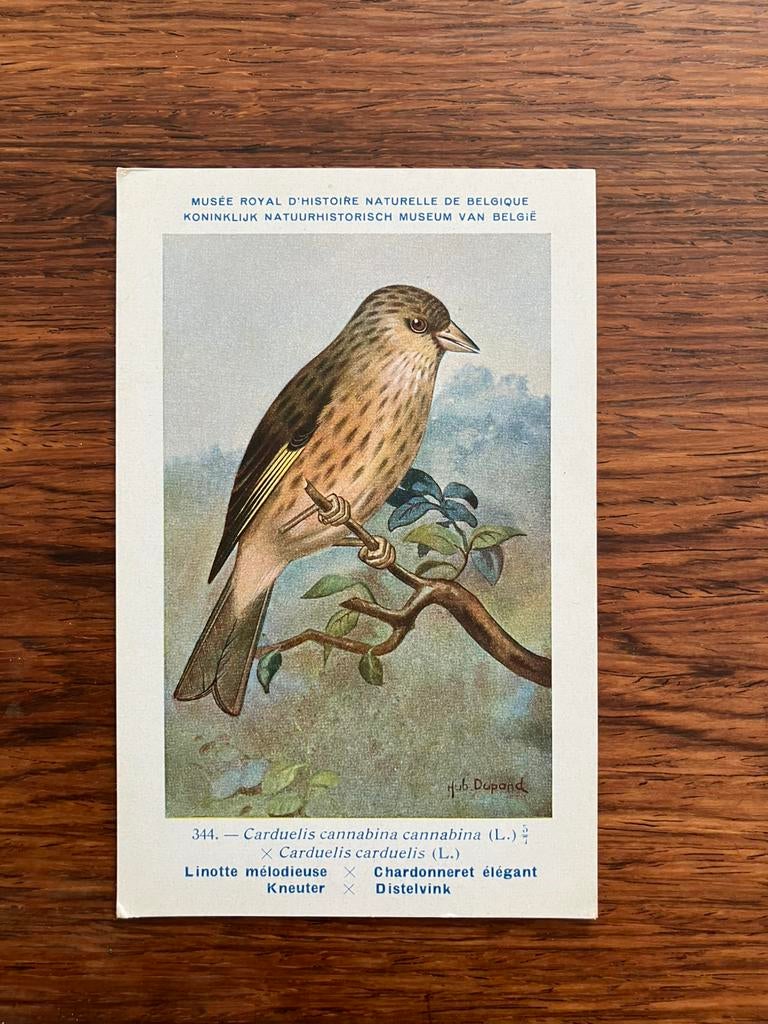 Vogels der Belgische Fauna Nr. 344 kneuter x distelvink, Enlèvement ou Envoi, 1940 à 1960, Non affranchie, Oiseaux