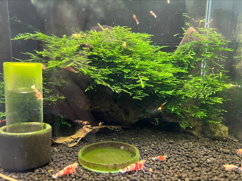 TAIWAN MOSS - TAXIPHYLLUM, Enlèvement ou Envoi, Plante(s), Pierre ou Bois