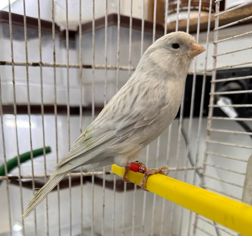 Agaat opaal wit recessieve man, Animaux & Accessoires, Oiseaux | Canaris, Canari de couleur