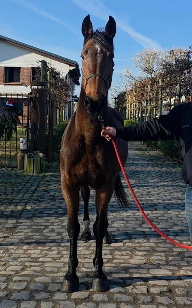 Kwaliteitsvolle KWPN Dressuurmerrie, Dieren en Toebehoren, Merrie, Met stamboom, Dressuurpaard, 170 tot 175 cm