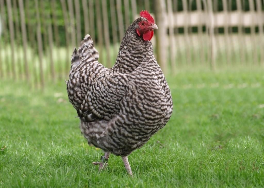 Groothoender kippen jonge hennen beschikbaar, Vrouwelijk, Kip