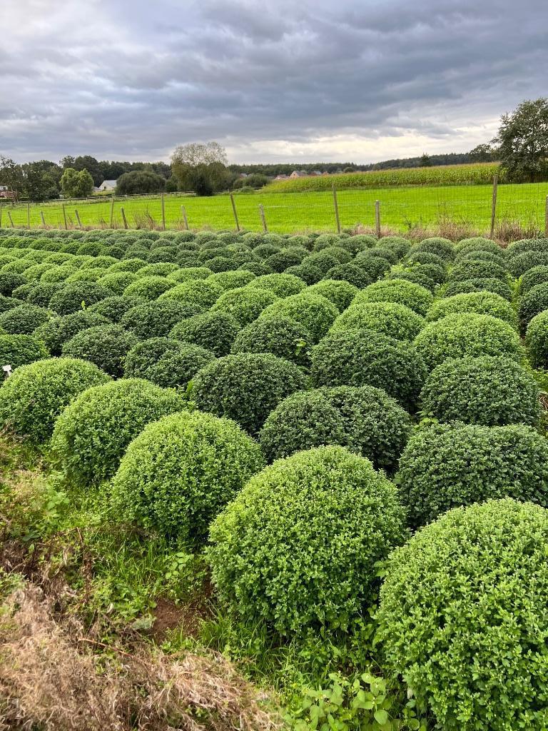Chrysanten herfst 2026, Overige soorten, Volle zon, Eenjarig, Ophalen of Verzenden