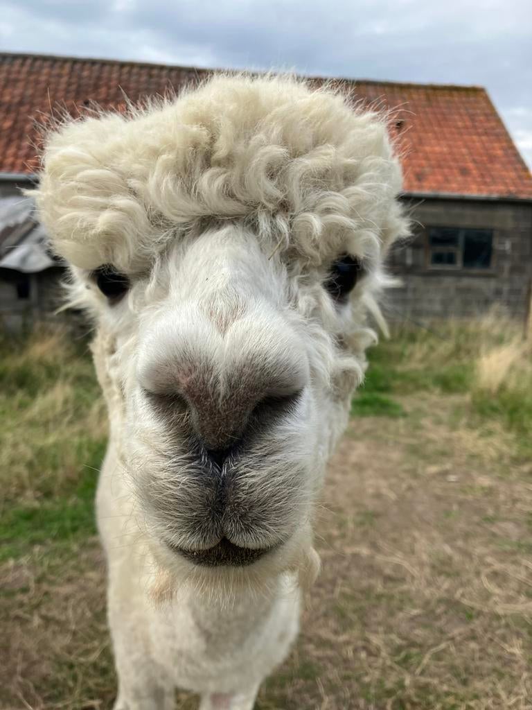 Alpaca, Mannelijk