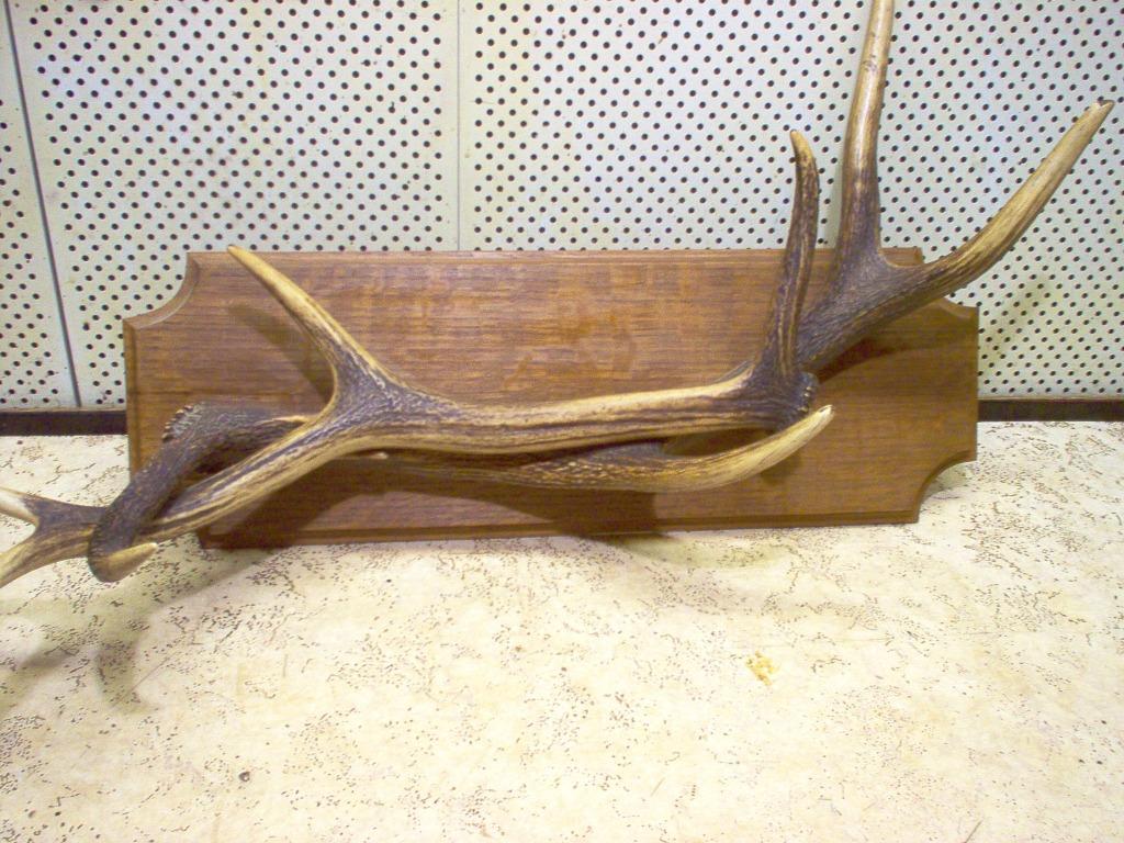 2 Trophées de chasse, Enlèvement ou Envoi, Comme neuf