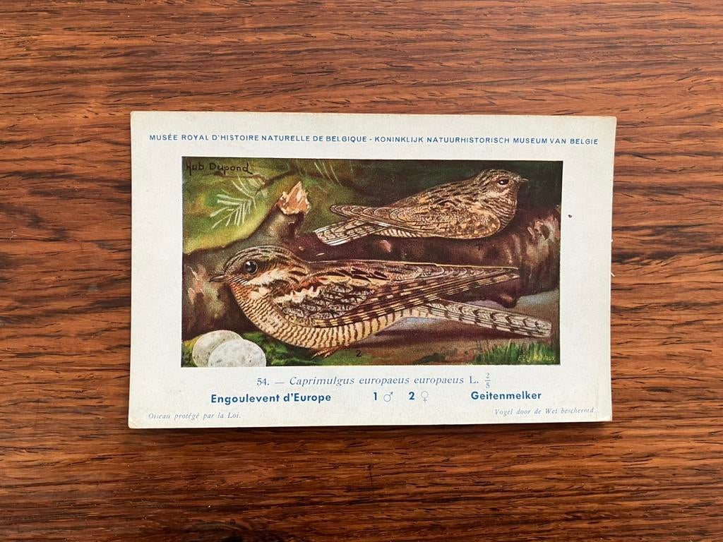 Vogels der Belgische Fauna Nr. 54 geitenmelker, Verzamelen, Ophalen of Verzenden, 1940 tot 1960, Ongelopen, Vogel