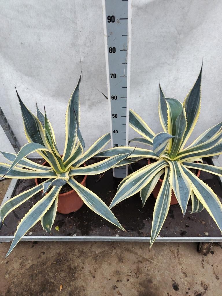 Agave Americana variagata, Enlèvement ou Envoi