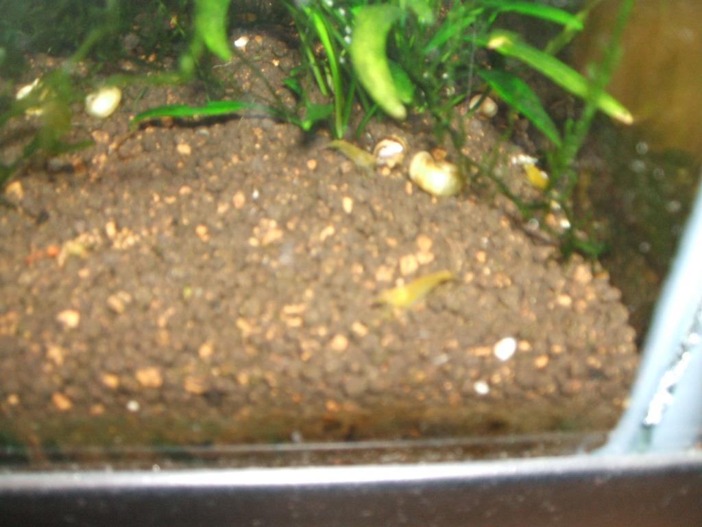 Gele garnalen 1€, Dieren en Toebehoren, Vissen | Aquariumvissen