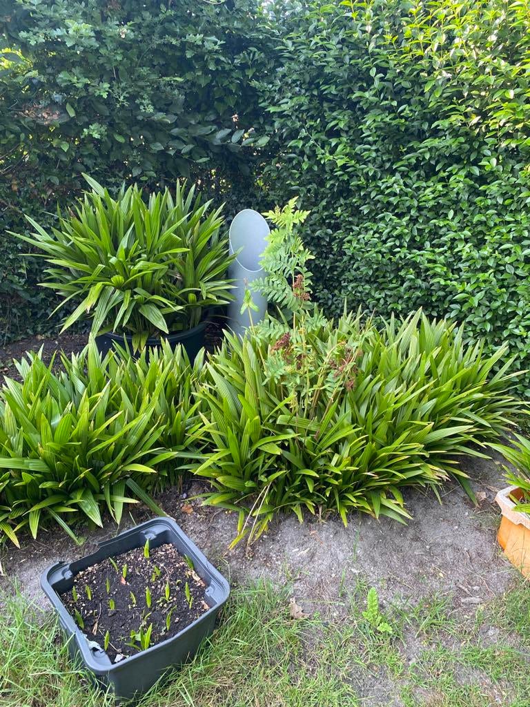 Stekken van palmbomen uit te kiezen, Tuin en Terras, Planten | Tuinplanten, Overige soorten, Ophalen