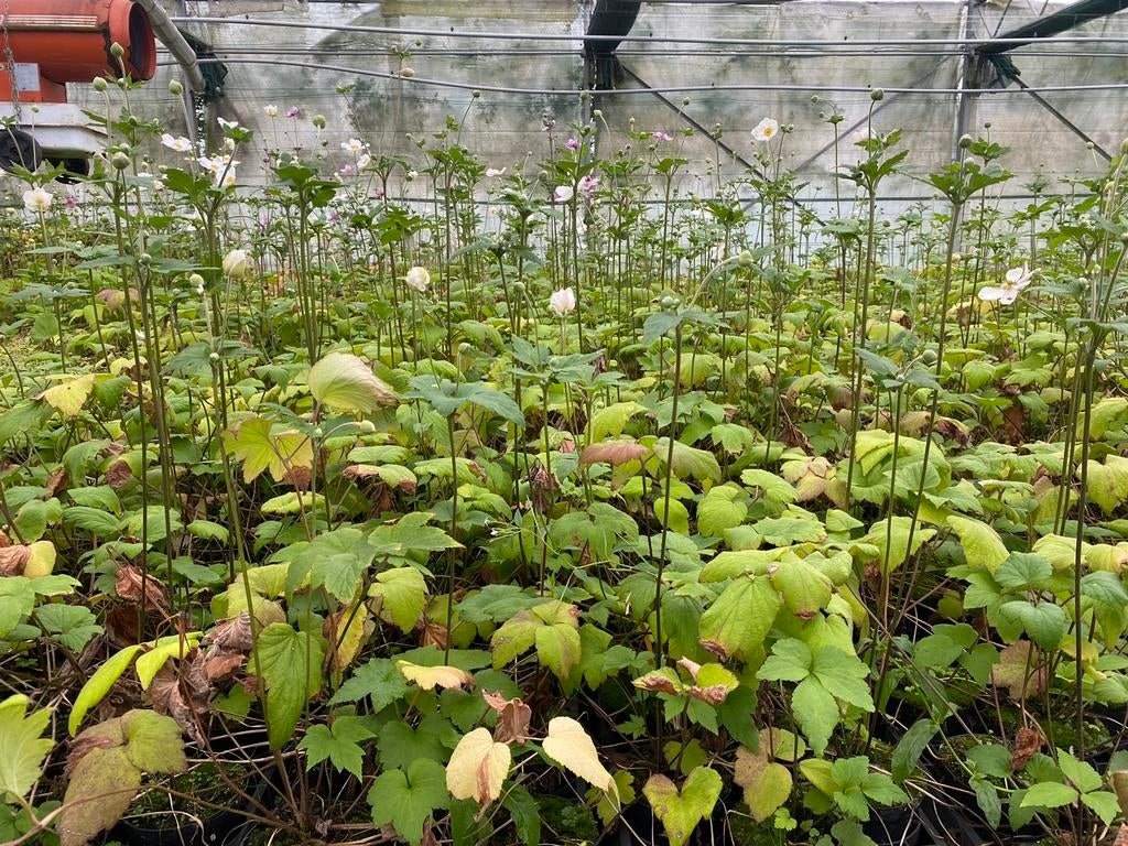 Anemone hybrida 'Honorine Jobert'. Vaste Plant, Ophalen, Vaste plant