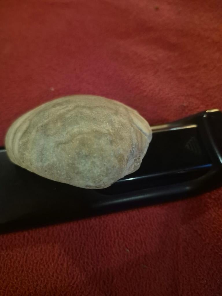 Fossile de coquillage bivalves 9 cm, Enlèvement
