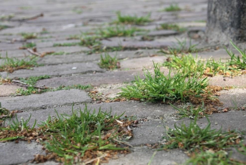 Désherbant total (ancienne formule), Jardin & Terrasse, Pesticides, Enlèvement ou Envoi, Neuf, Répression des mauvaises herbes