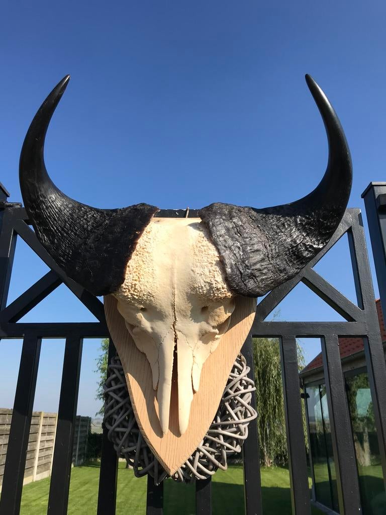 Schedel buffel oude eiken plaat gezandstraald, Antiek en Kunst, Ophalen