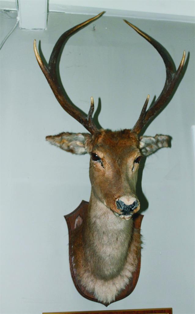 Taxidermie hert en vogels, Ophalen, Zo goed als nieuw