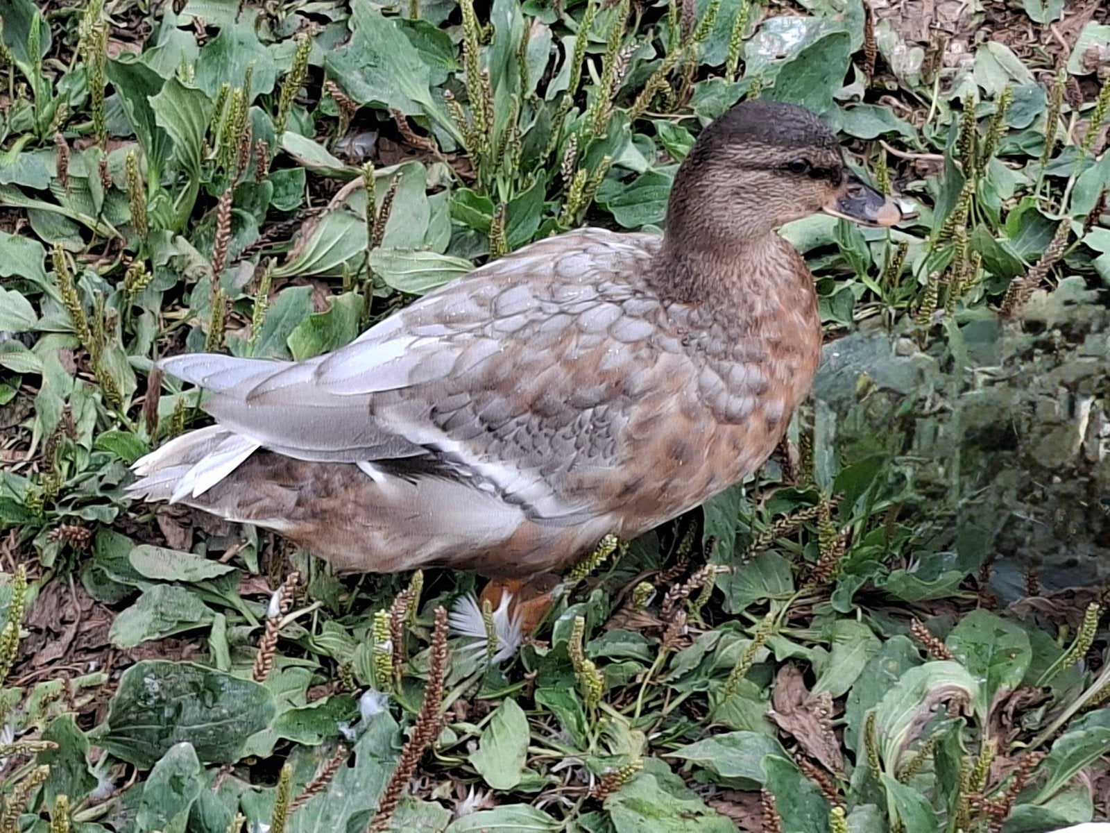 Hollandse kwakers, Dieren en Toebehoren, Meerdere dieren, Eend