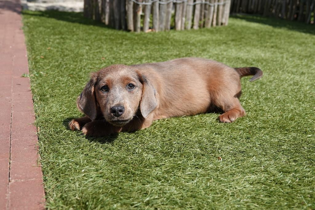Superbes chiots teckels nains à poil long (100% belges), 15 semaines à 1 an, Éleveur | Professionnel, Poils longs, Plusieurs