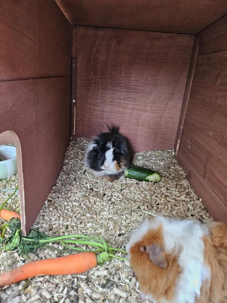 2 proefkonijnen om te geven, Dieren en Toebehoren, Knaagdieren, Vrouwelijk, Cavia, April