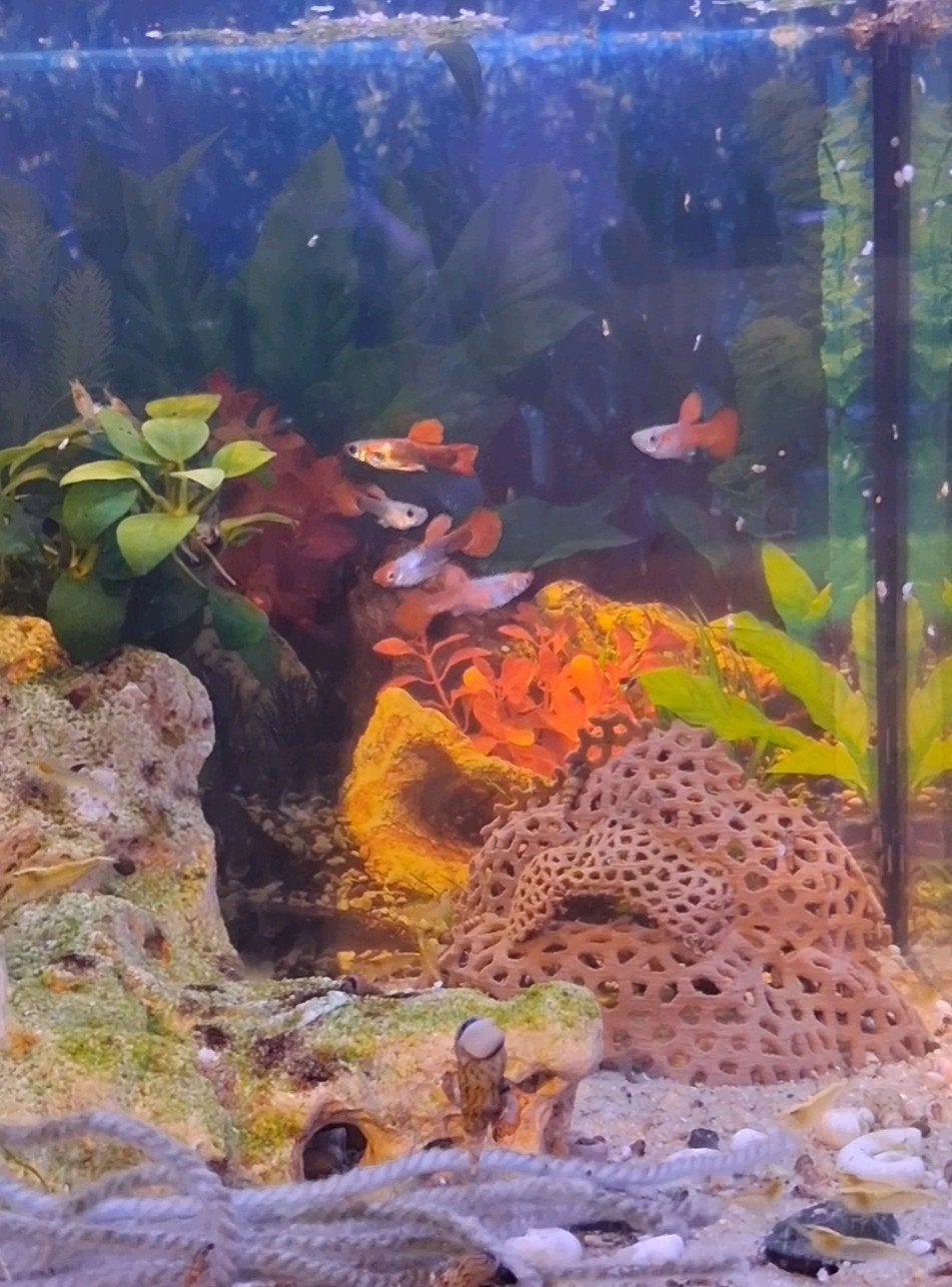 Tuxedo koi guppen, Animaux & Accessoires