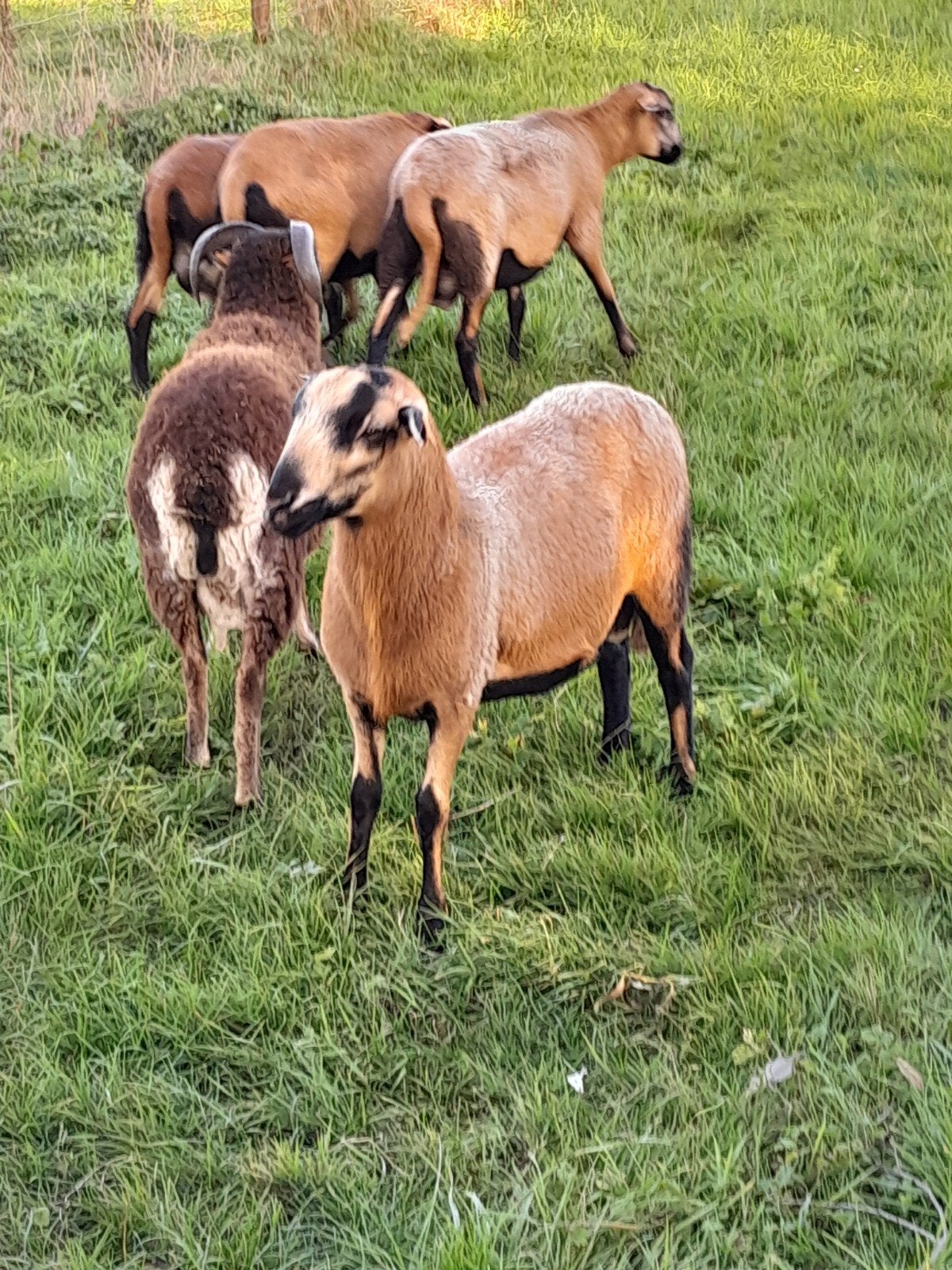 Barbados black belly  rammen, Dieren en Toebehoren, Mannelijk, Schaap, 0 tot 2 jaar