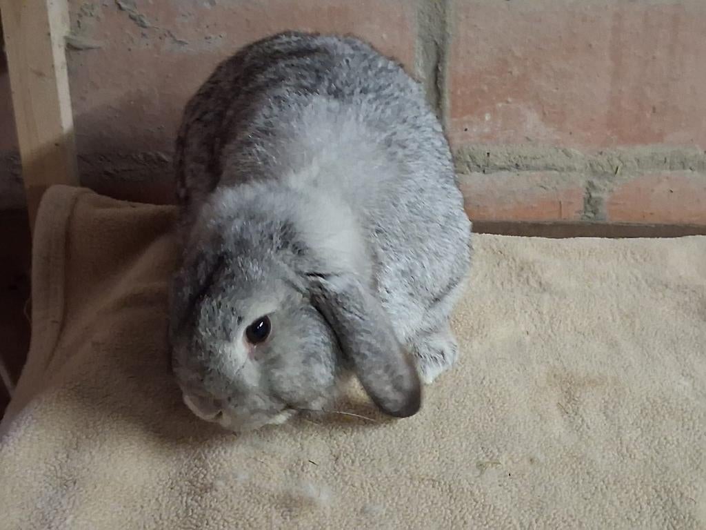 Hangoor dwerg konijntje., Dieren en Toebehoren, Mannelijk, Dwerg, Hangoor, 0 tot 2 jaar