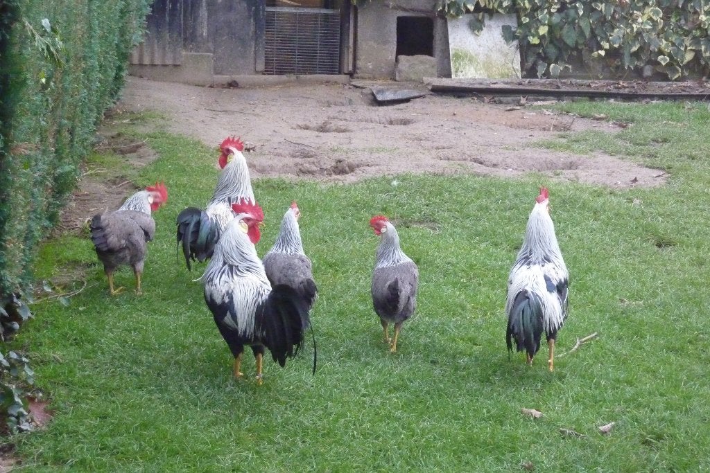 coqs et poules Livournes à partir d'avril 2026, Plusieurs animaux, Autres espèces