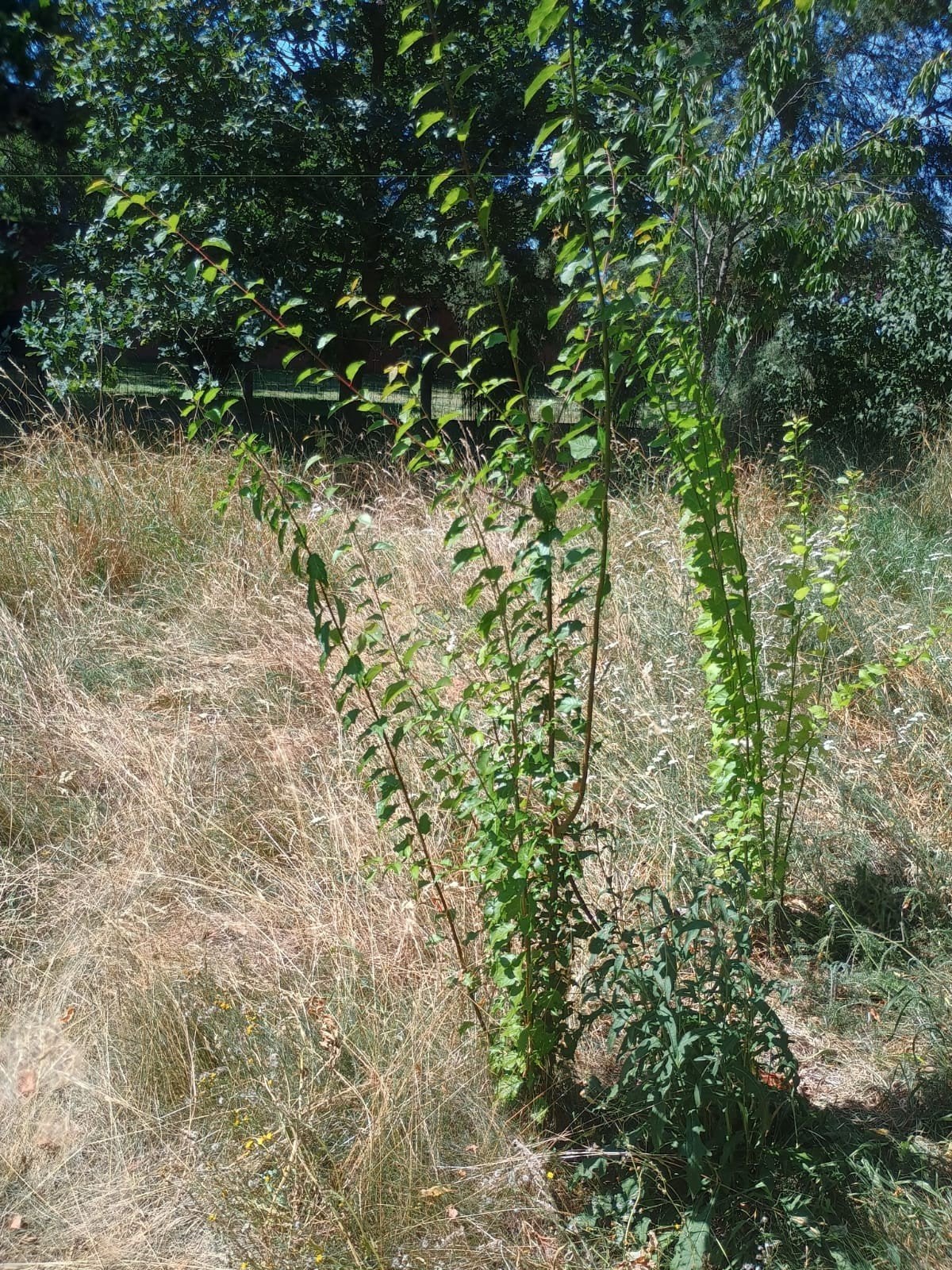 Pruimenboom 200cm, Ophalen