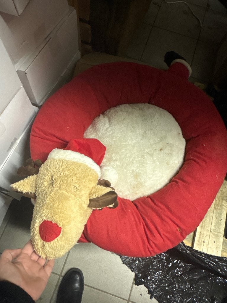 Chaise de Noël pour chien ou chat, Enlèvement, Utilisé