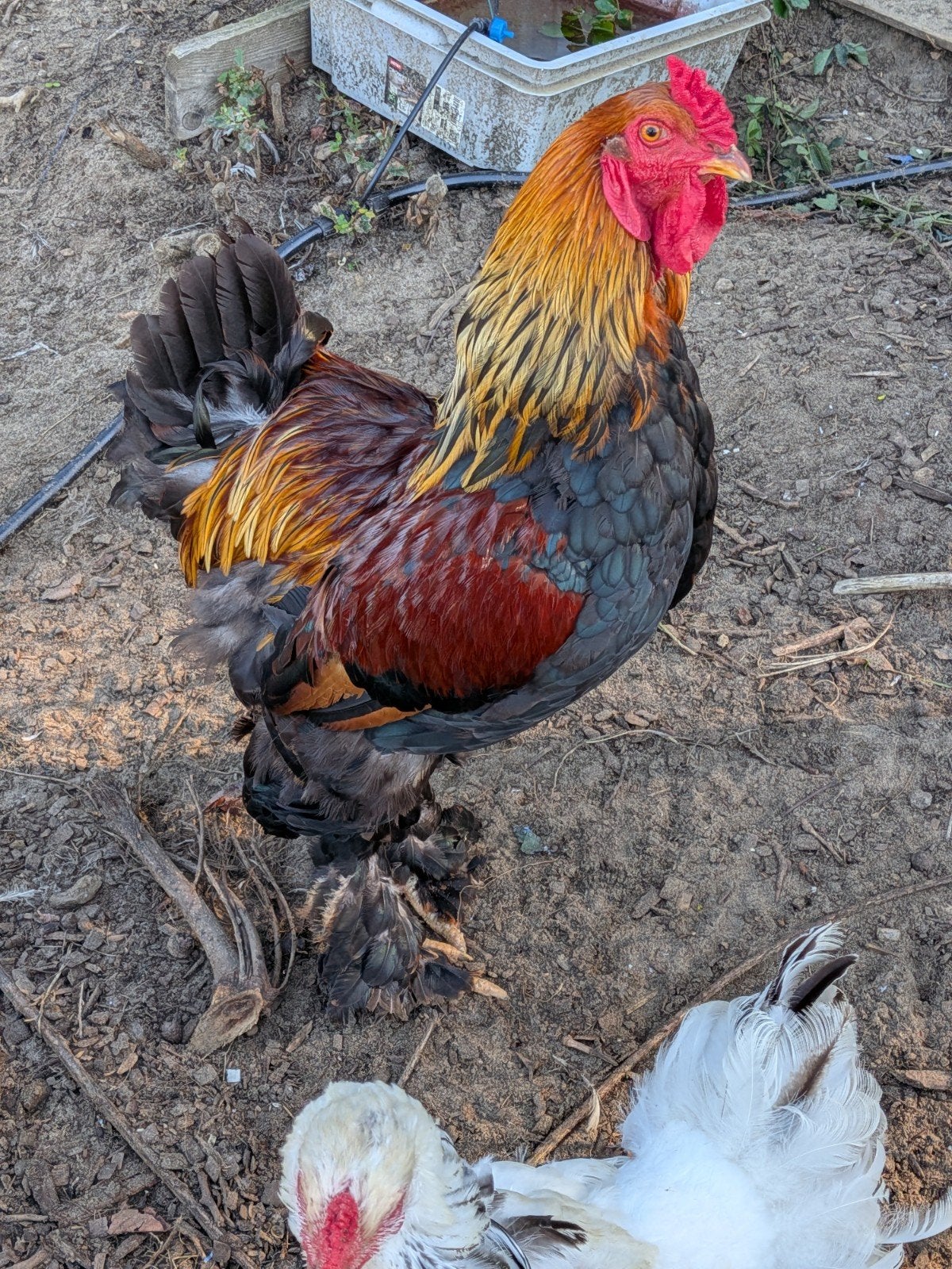 Coq brahma à donner