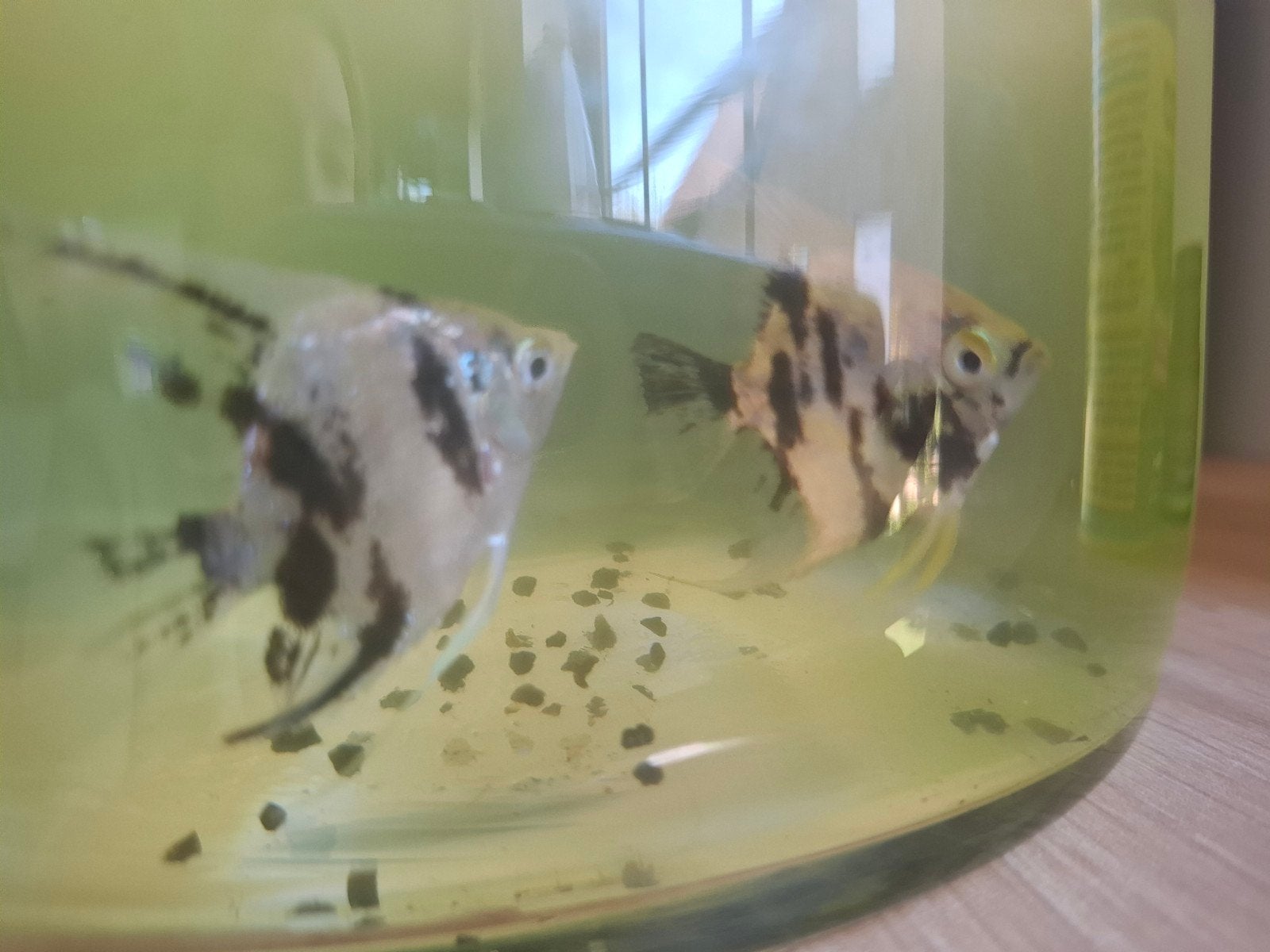 Duo maanvis zwart wit, Dieren en Toebehoren, Overige Dieren, Augustus