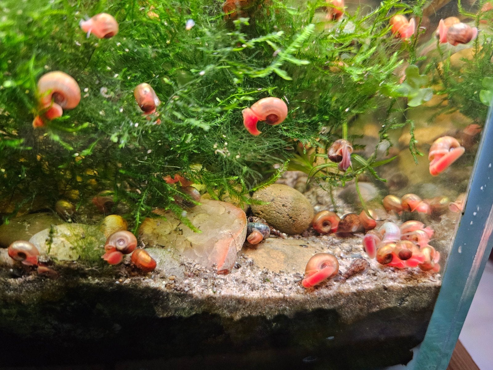 Escargots planorbes - bruxelles, Animaux & Accessoires, Escargot ou Mollusque