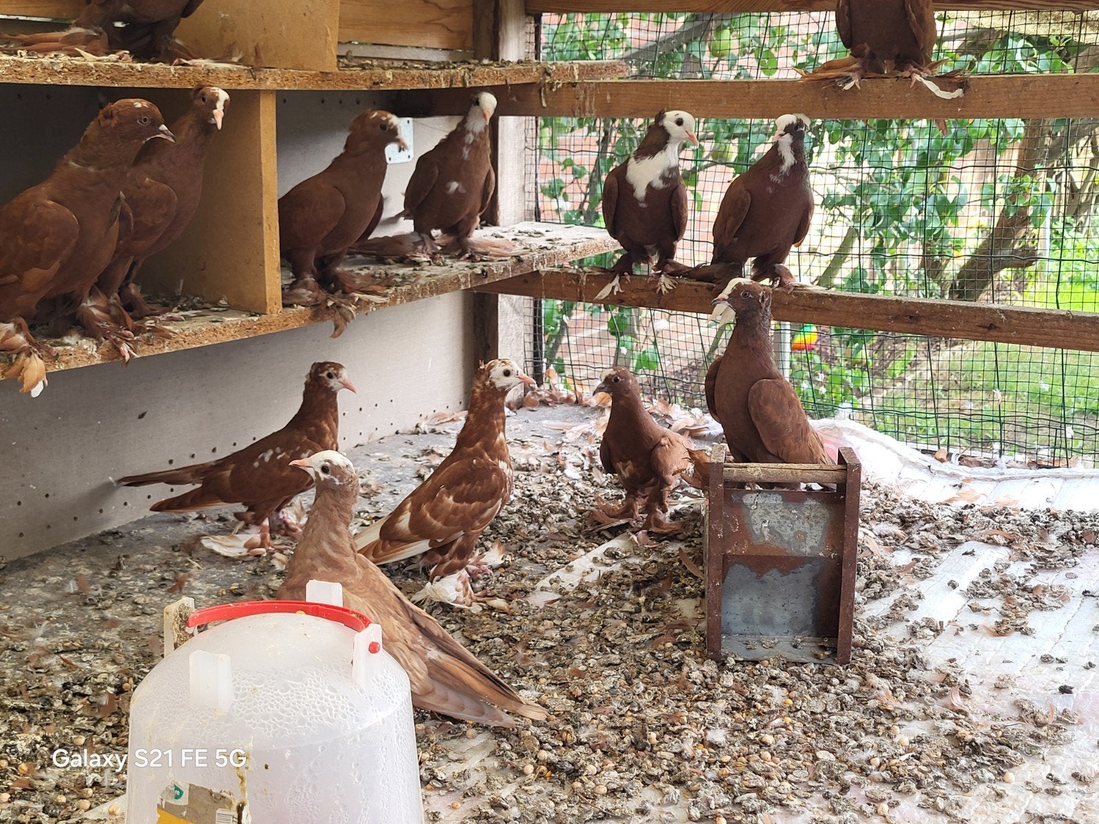 حمر عراق, Animaux & Accessoires, Oiseaux | Oiseaux Autre