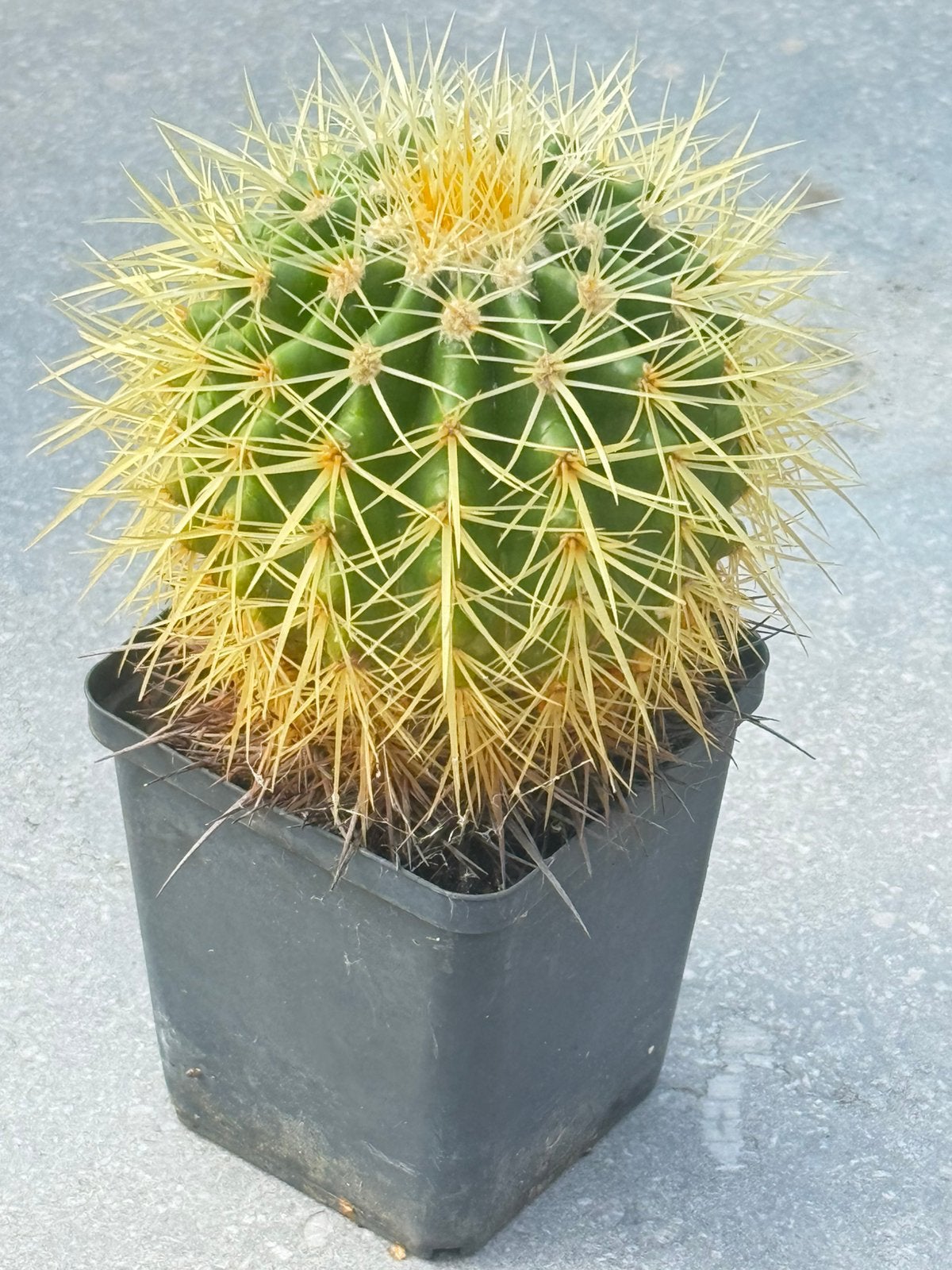 Mooie cactus Echinocactus grusonii, Tuin en Terras, Ophalen of Verzenden