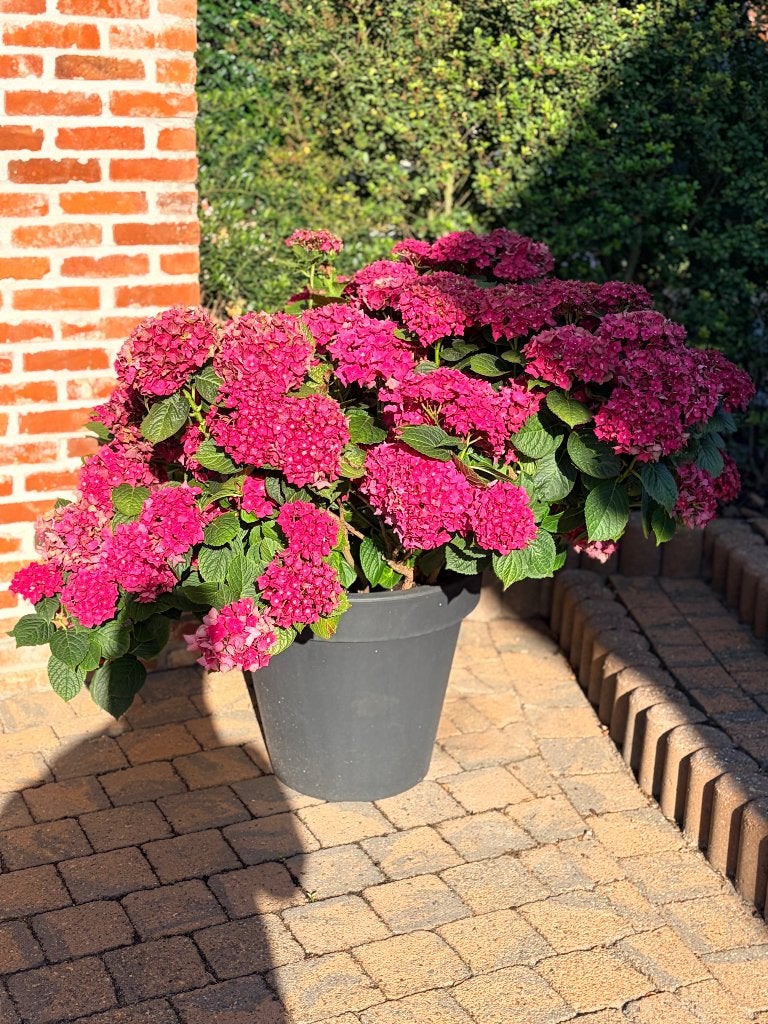 Hortensia, Tuin en Terras, Ophalen, Vaste plant