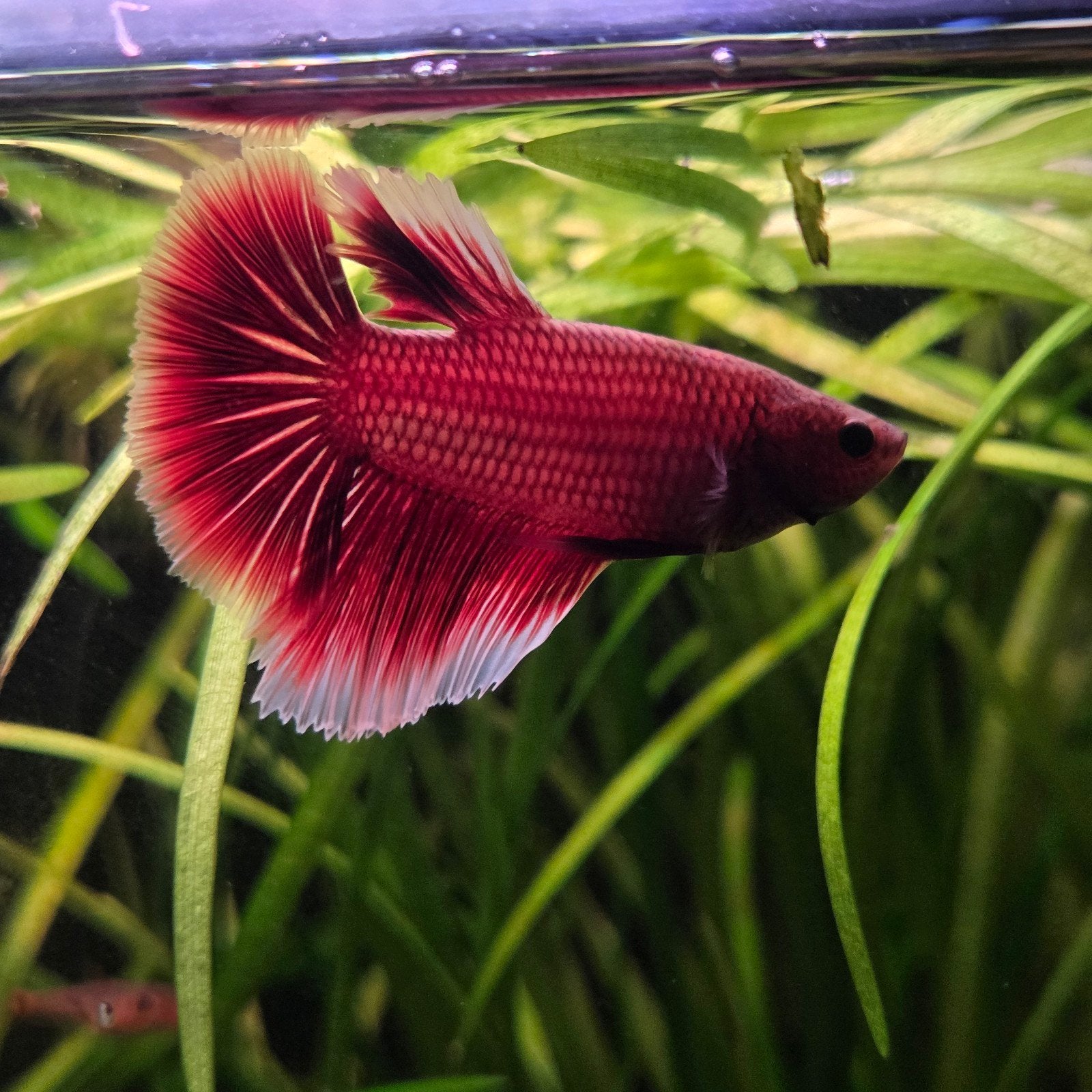 Betta man