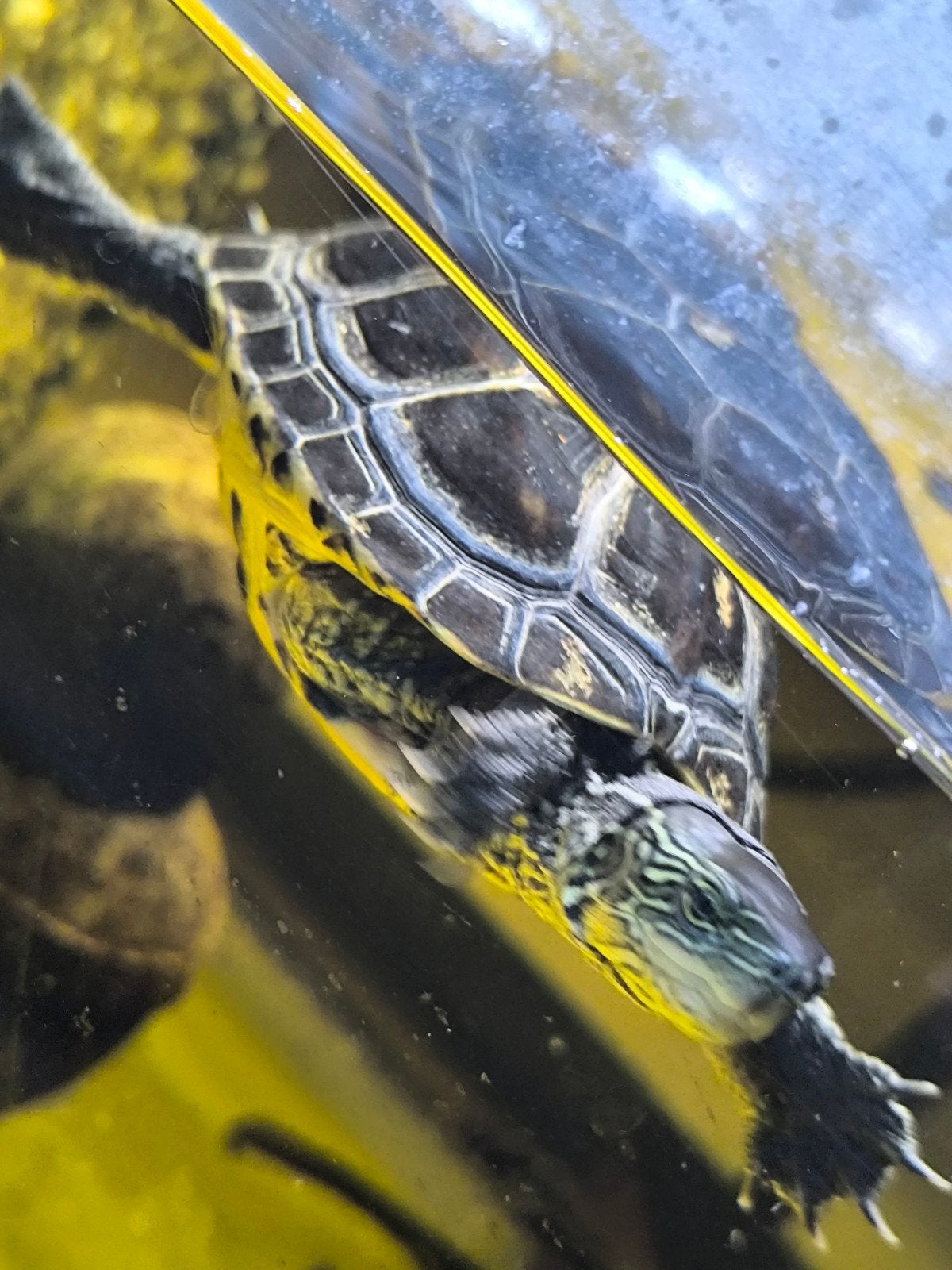 4 waterschildpadden met aquarium van 1.50, Dieren en Toebehoren