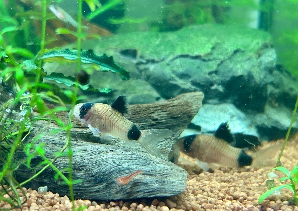 Panda corydoras (laatste 8), Dieren en Toebehoren, Vissen | Aquariumvissen, Vis, Zoetwatervis, Schoolvis