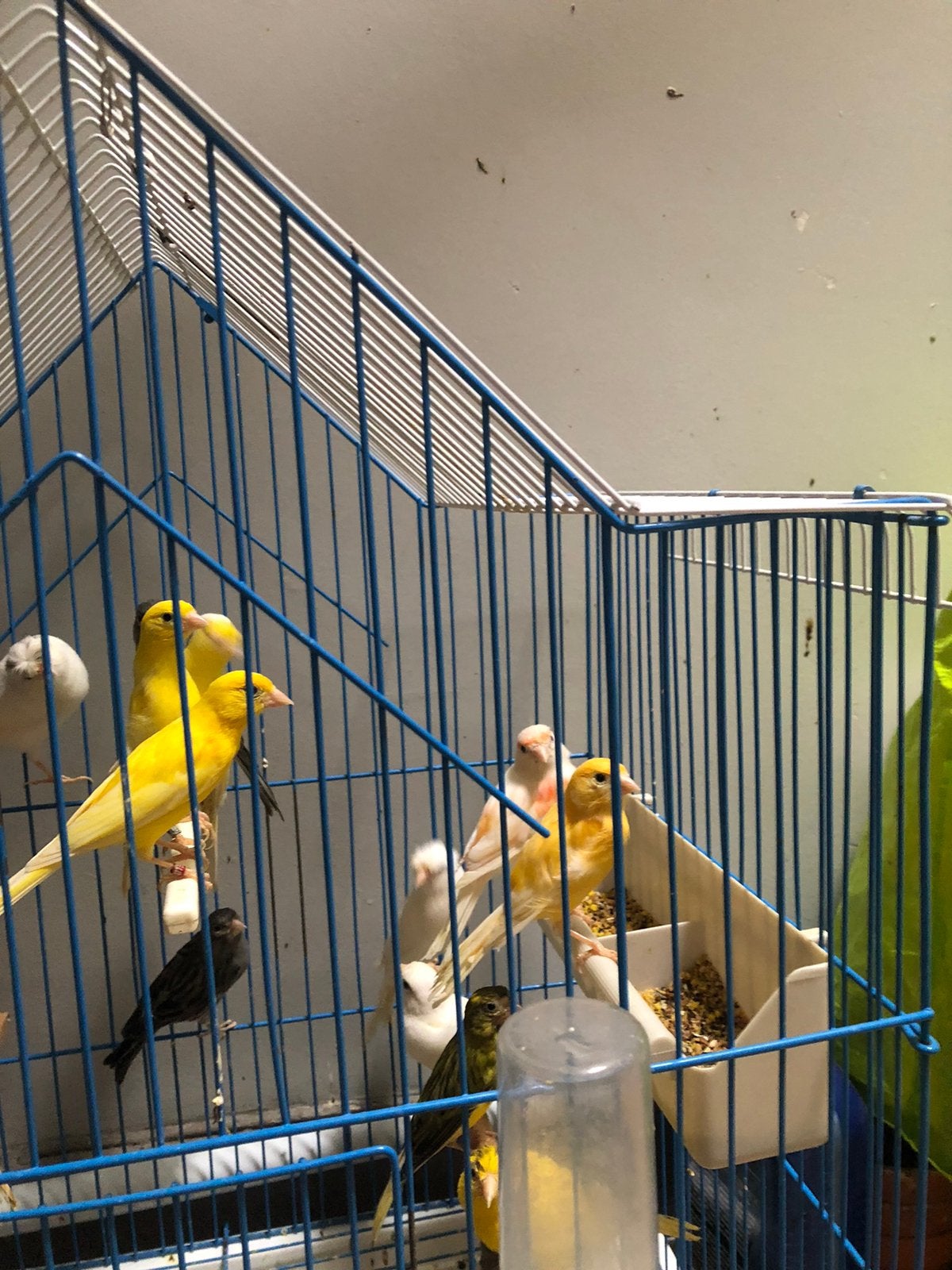 Canari mal et femelle, Animaux & Accessoires, Femelle