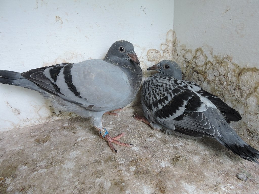 6 laatste dag fond jongen met stamboom., Meerdere dieren, Postduif