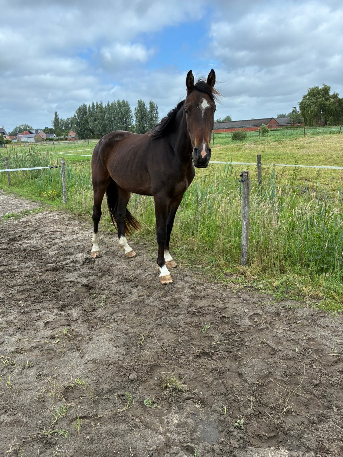 Leuk springpaard te koop, Dieren en Toebehoren, Ruin, Springpaard, Met stamboom, 3 tot 6 jaar