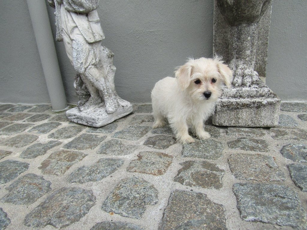 Maltipoo puppy teefje, Animaux & Accessoires, Petit, Maladie de Carré (chiens), Chienne, Belgique